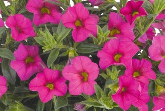Calibrachoa ( Superbells ) Classic Hot Pink 15 Pellets