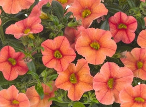 Calibrachoa ( Superbells ) Mandarin 15 Pellets