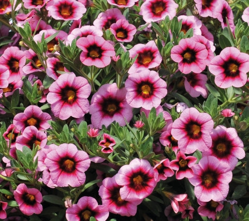 Calibrachoa ( Superbells ) Soft Pink 15 Pellets