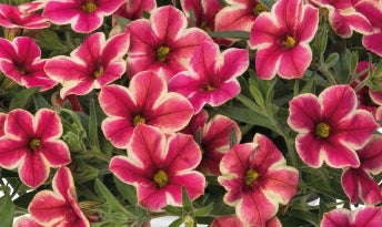 Calibrachoa ( Superbells ) Neon Shades 15 Pellets
