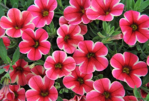 Calibrachoa ( Superbells ) Neon Shades 15 Pellets