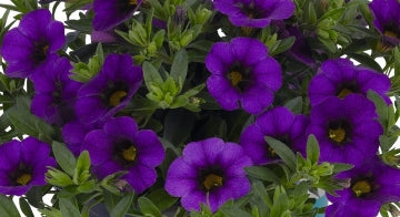 Calibrachoa ( Superbells ) Neon Blue 15 Pellets