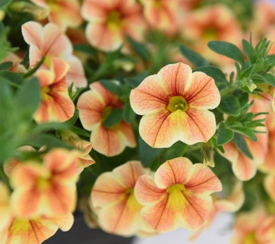 Calibrachoa ( Superbells ) Sunrise Shades 15 Pellets
