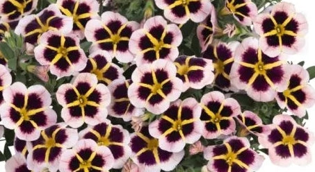 Calibrachoa ( Superbells ) Crystal 15 Pellets