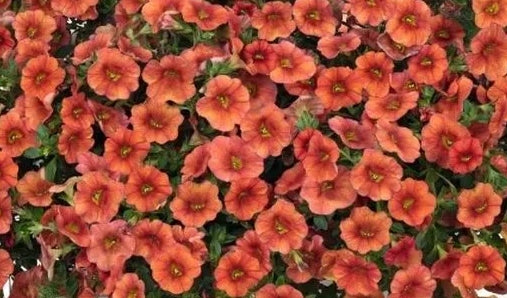 Calibrachoa ( Superbells ) Gertrude 15 Pellets