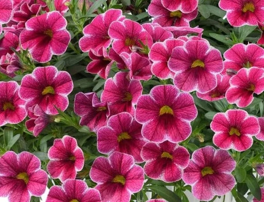 Calibrachoa ( Superbells ) Cherry Lady 15 Pellets