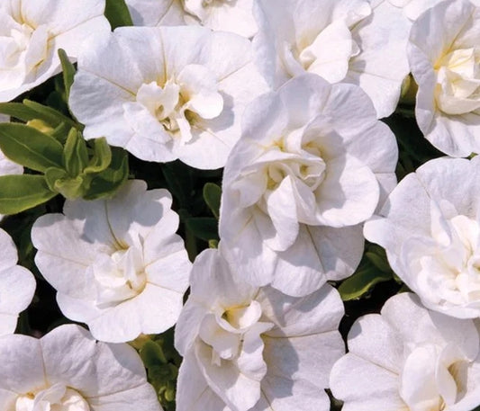 Calibrachoa ( Superbells ) Double Snow 15 Pellets