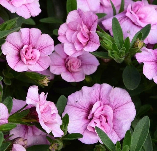 Calibrachoa ( Superbells ) Marsha 15 Pellets