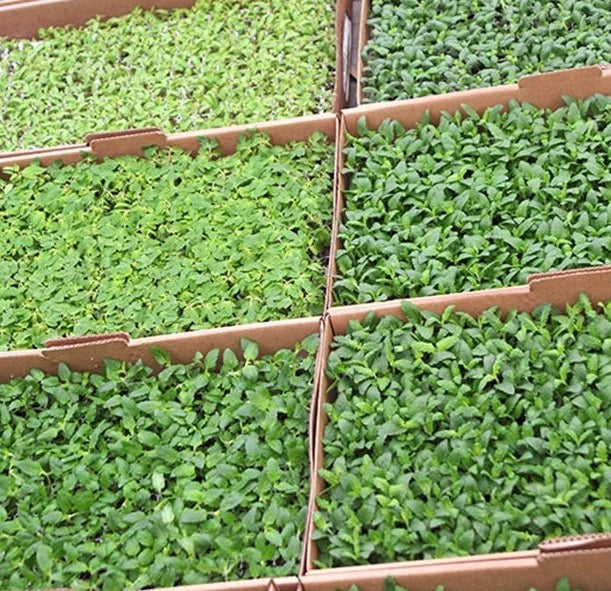 Calibrachoa ( Superbells ) Crystal 15 Pellets