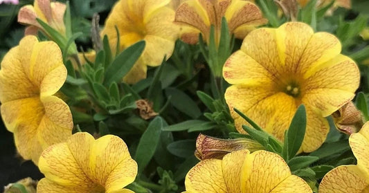 Calibrachoa ( Superbells ) Yellow Tiger 15 Pellets