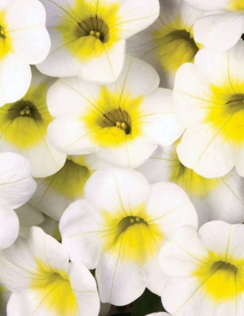 Calibrachoa ( Superbells ) Sun Side 15 Pellets