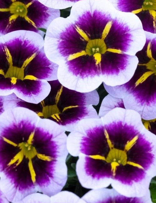 Calibrachoa ( Superbells ) Vickie 15 Pellets