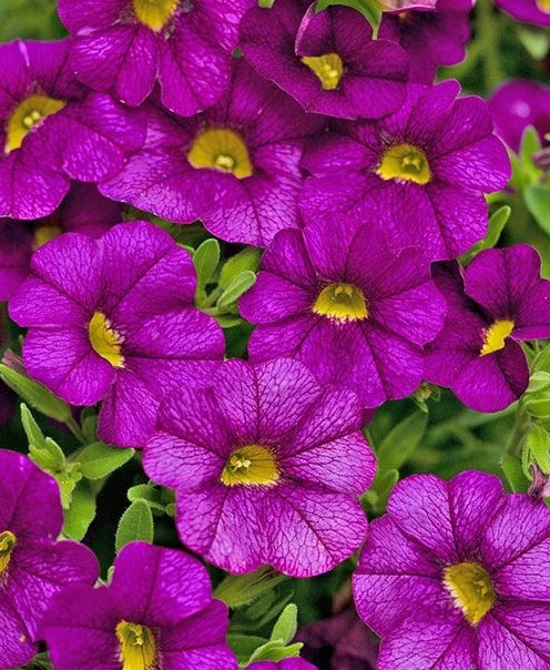 Calibrachoa ( Superbells ) Mabel 15 Pellets