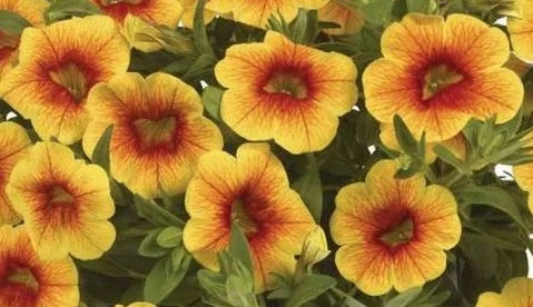 Calibrachoa ( Superbells ) Peaches 15 Pellets