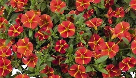 Calibrachoa ( Superbells ) Orange Cart Wheel 15 Pellets