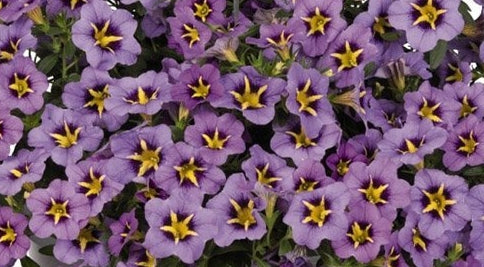 Calibrachoa ( Superbells ) Dark Blue 15 Pellets