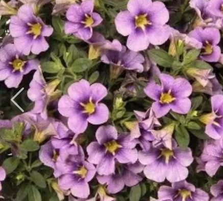 Calibrachoa ( Superbells ) Dark Blue 15 Pellets