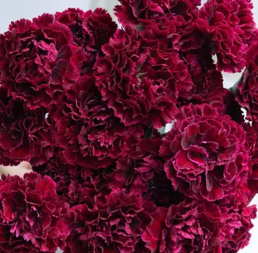 Dianthus caryophyllus ‘Nobbio Palette’ 100 Seeds