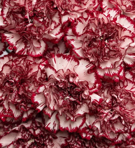 Dianthus caryophyllus 'Perfect' 100 Seeds