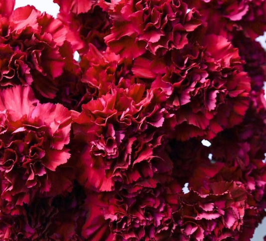 Dianthus caryophyllus 'Gharraf' 100 Seeds
