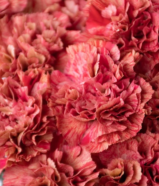 Dianthus caryophyllus 'Dora' 100 Seeds