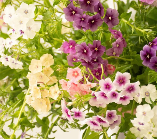 Phlox 'Twinkle mix' 50 Seeds
