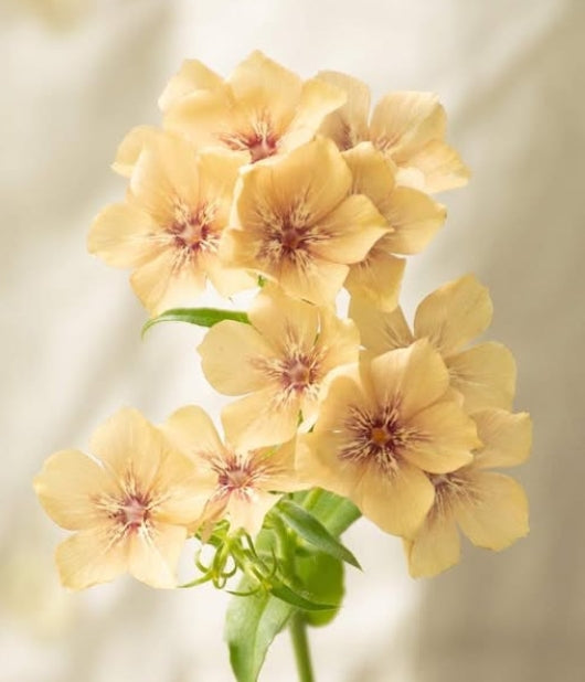 Phlox 'Creme brulee' 50 Seeds