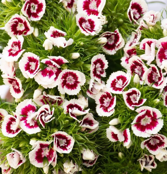 Dianthus 'New castle' 100 Seeds