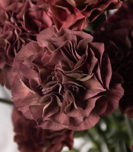 Dianthus caryophyllus 'Trance thrill' 100 Seeds