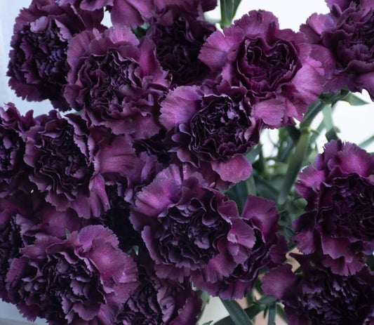 Dianthus caryophyllus 'Metallica viola' 100 Seeds