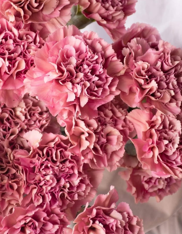 Dianthus caryophyllus 'Orgel' 100 Seeds