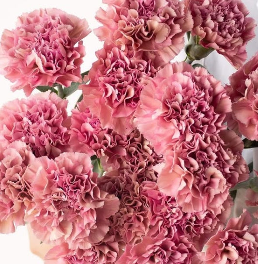 Dianthus caryophyllus 'Orgel' 100 Seeds