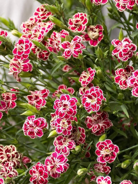Dianthus 'Raffine kagura' 100 Seeds