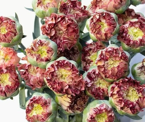 Dianthus caryophyllus 'Dango' 100 Seeds