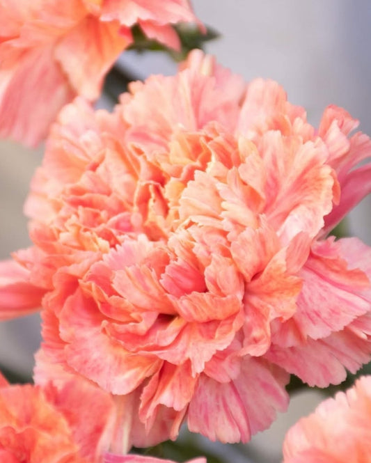 Dianthus caryophyllus 'Apricot minami' 100 Seeds