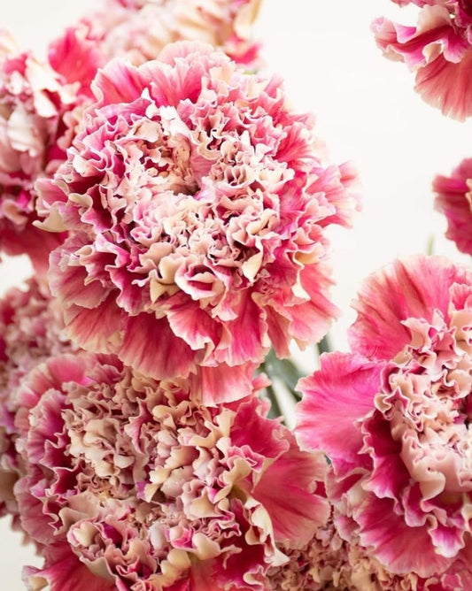 Dianthus caryophyllus 'Kaguya' 100 Seeds