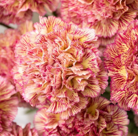 Dianthus caryophyllus 'Lady scene' 100 Seeds