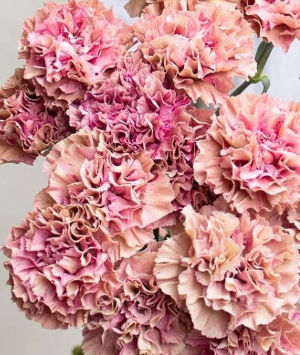 Dianthus caryophyllus 'Babylon' 100 Seeds