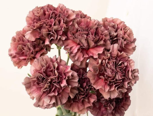 Dianthus caryophyllus 'Sepia thrill' 100 Seeds