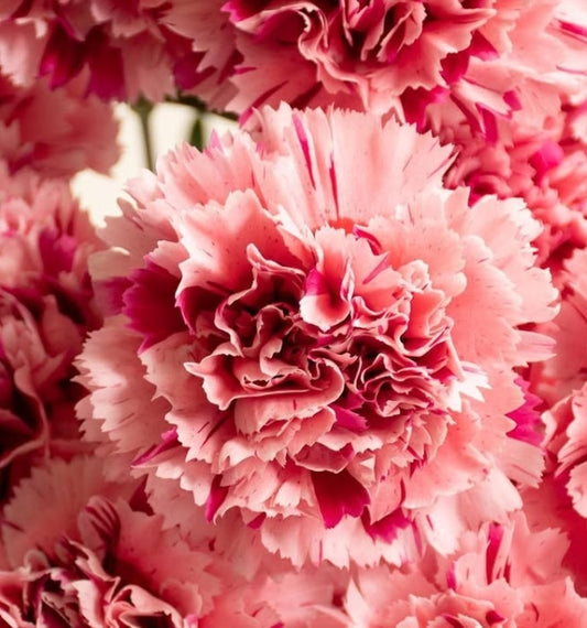 Dianthus caryophyllus 'Nobbio Cabaret pink' 100 Seeds
