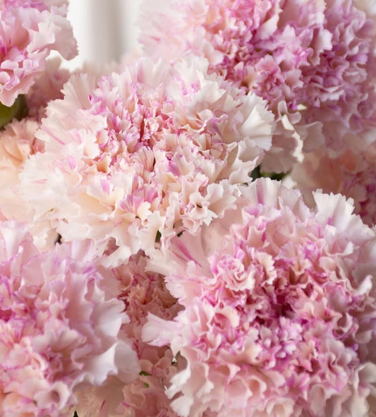 Dianthus caryophyllus 'Shalala pico' 100 Seeds