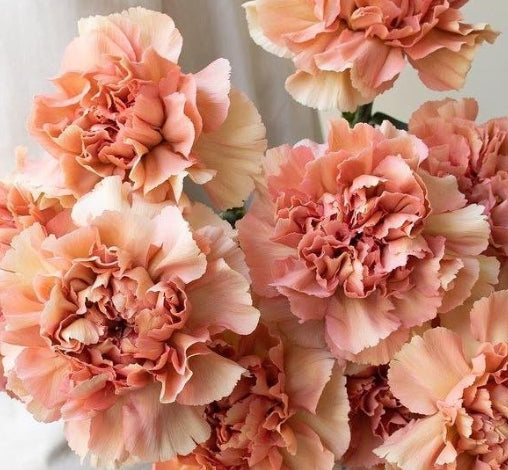 Dianthus caryophyllus 'Macchiato' 100 Seeds