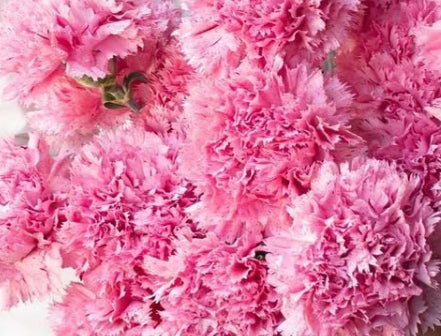 Dianthus caryophyllus 'Tsubu ichigo' 100 Seeds