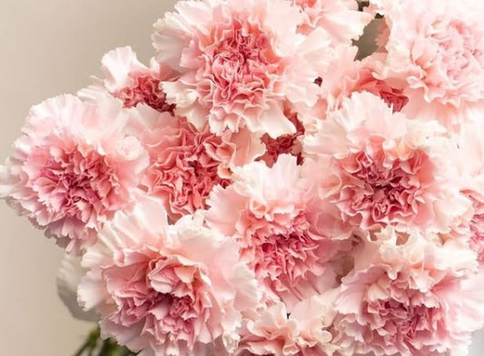 Dianthus caryophyllus 'Haruiro' 100 Seeds