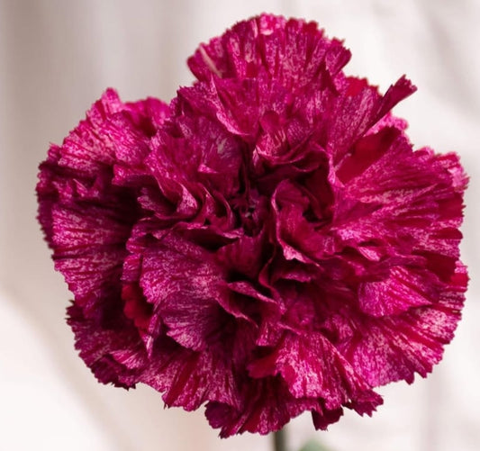 Dianthus caryophyllus 'Rodomu' 100 Seeds