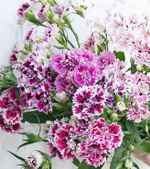 Dianthus 'Kensington mix' 100 Seeds