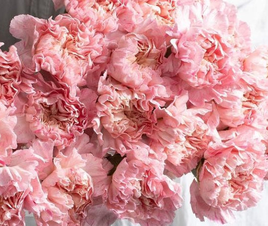 Dianthus caryophyllus 'Sakura minami' 100 Seeds