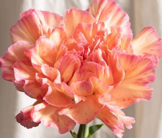 Dianthus caryophyllus 'Orange minami' 100 Seeds