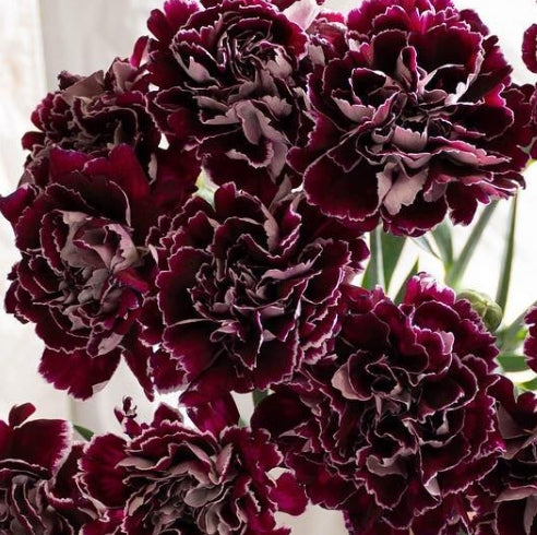 Dianthus caryophyllus 'Minerva' 100 Seeds
