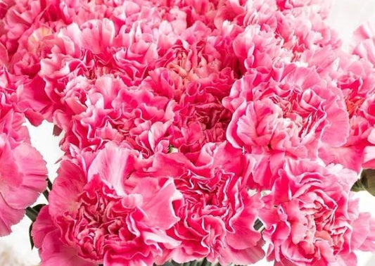 Dianthus caryophyllus 'Femininine minami' 100 Seeds